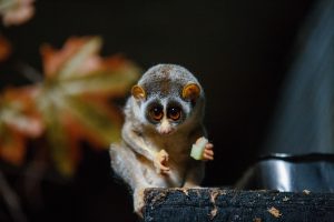 Why are slow lorises not suitable pets